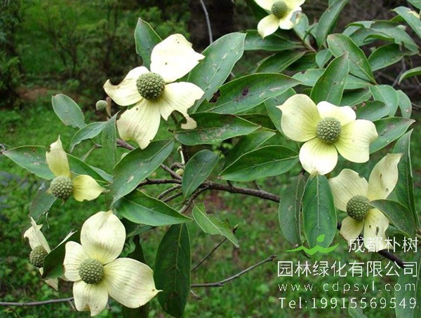 四照花有哪些形态特征？