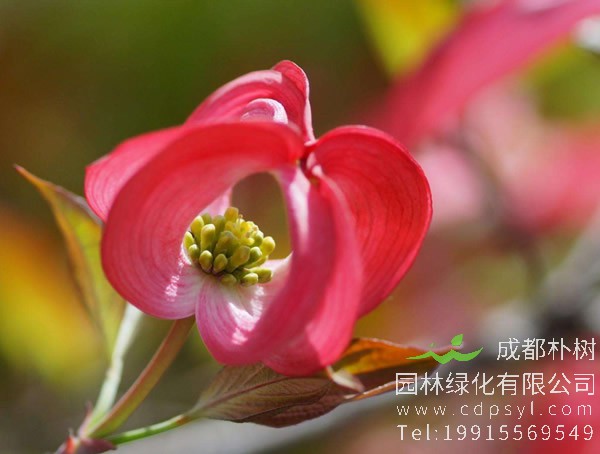 四照花的花语是什么？