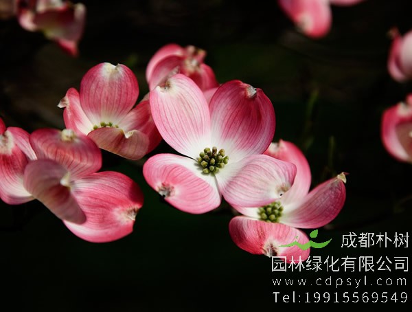 四照花的主要品种有哪些？