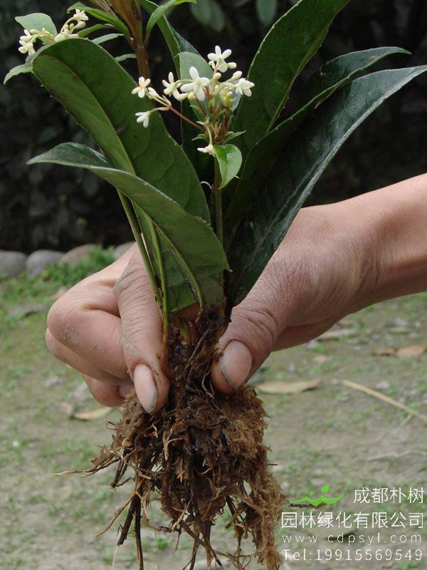 日香桂有什么品种和习性？