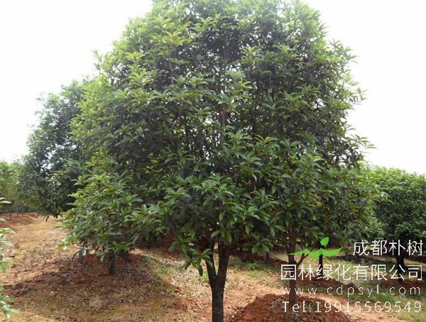 红果冬青价格-图片-形态特征-生长环境-分布范围以及主要价值