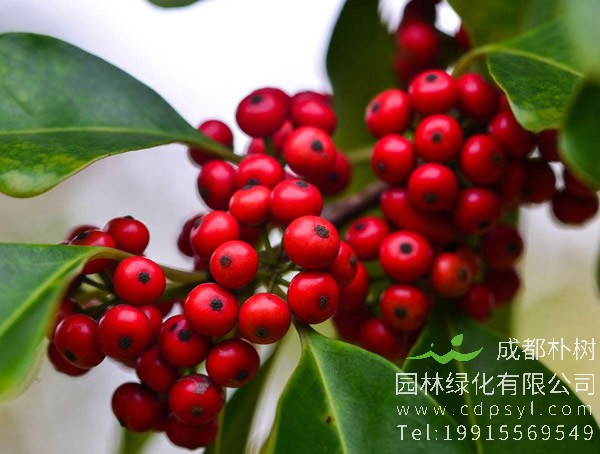 红果冬青盆栽方法有哪些？