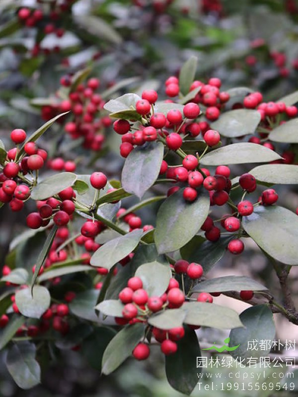 红果冬青价格-图片-形态特征-生长环境-分布范围以及主要价值