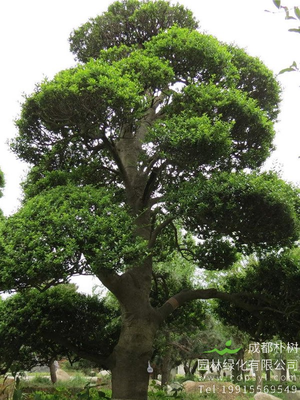 红果冬青什么时候开花什么时候结果？