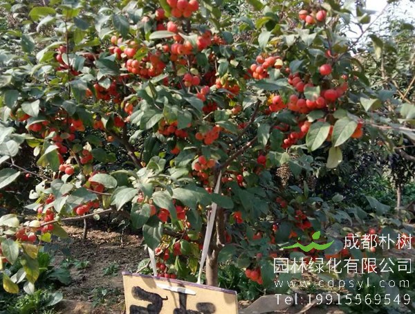 红果冬青价格-图片-形态特征-生长环境-分布范围以及主要价值