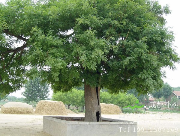 红果冬青是不是要把红皮去掉种植？