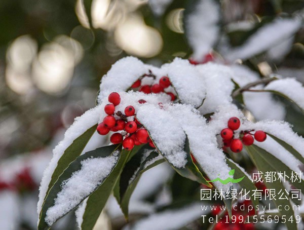 大叶女贞跟红果冬青有什么区别？