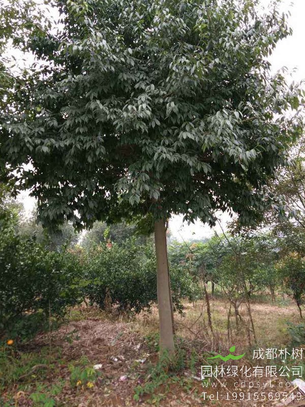 红果冬青为什么移栽后生长缓慢？