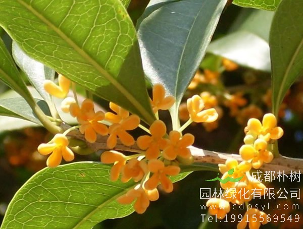 日香桂价格-图片-形态特征-生长习性-分布范围以及主要价值