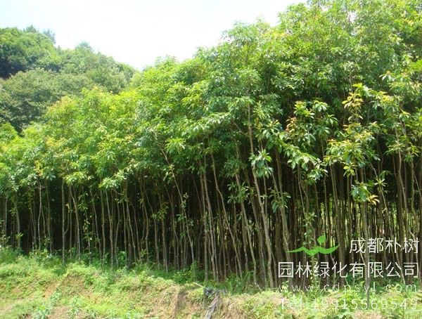 木荷是一种什么树？