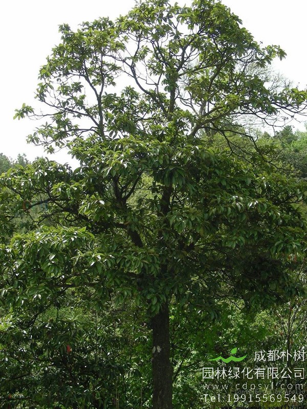 木荷的花语是什么意思？