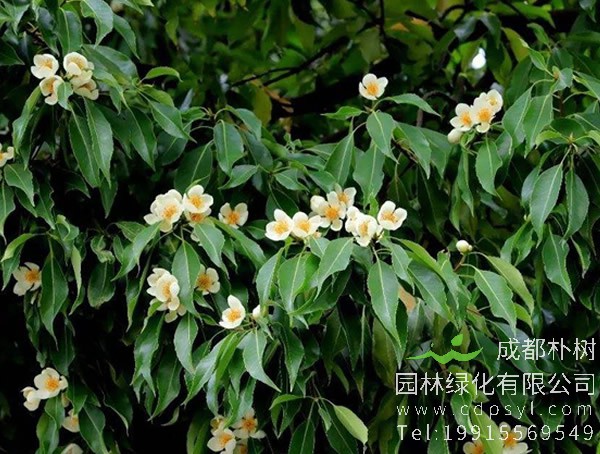 木荷分布于哪些地方？