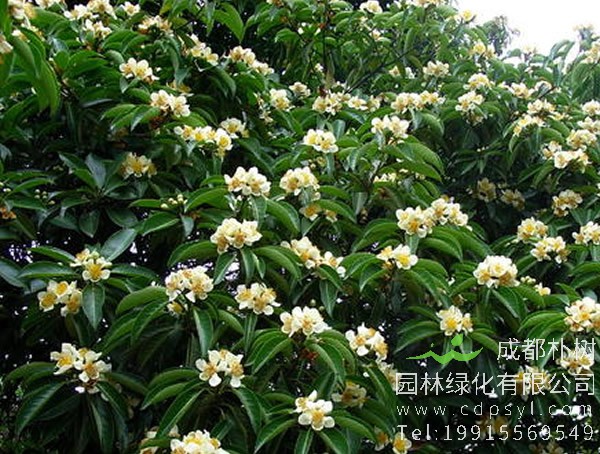 绿化苗木中的木荷有毒吗？