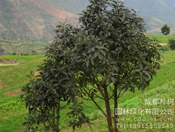 木荷为何素有“烧不死”之称？