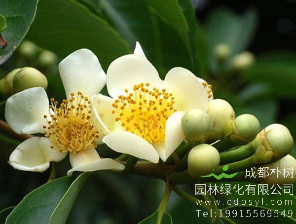 木荷的生长环境是怎样的？