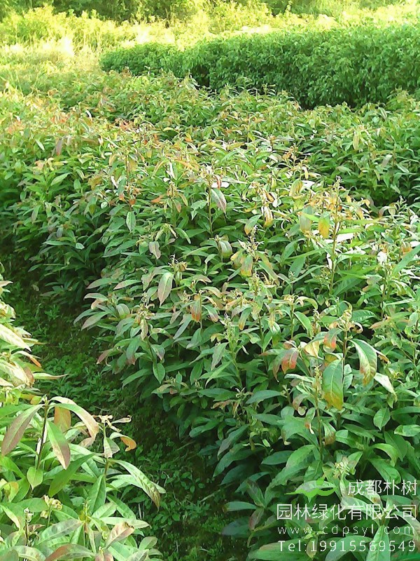 木荷是不是阔叶树？
