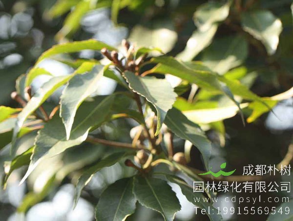 木荷种植什么时候能开花？