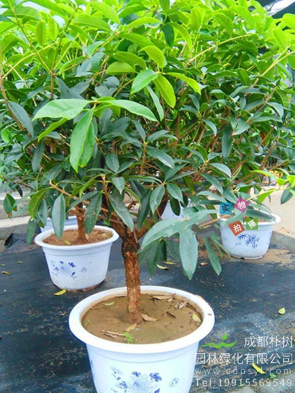 怎样才能养好日香桂？