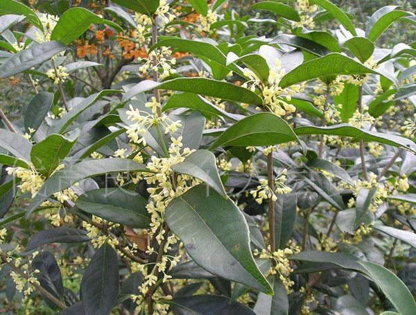 日香桂价格-图片-形态特征-生长习性-分布范围以及主要价值