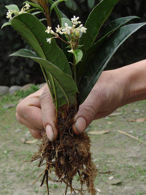 日香桂有什么品种和习性？
