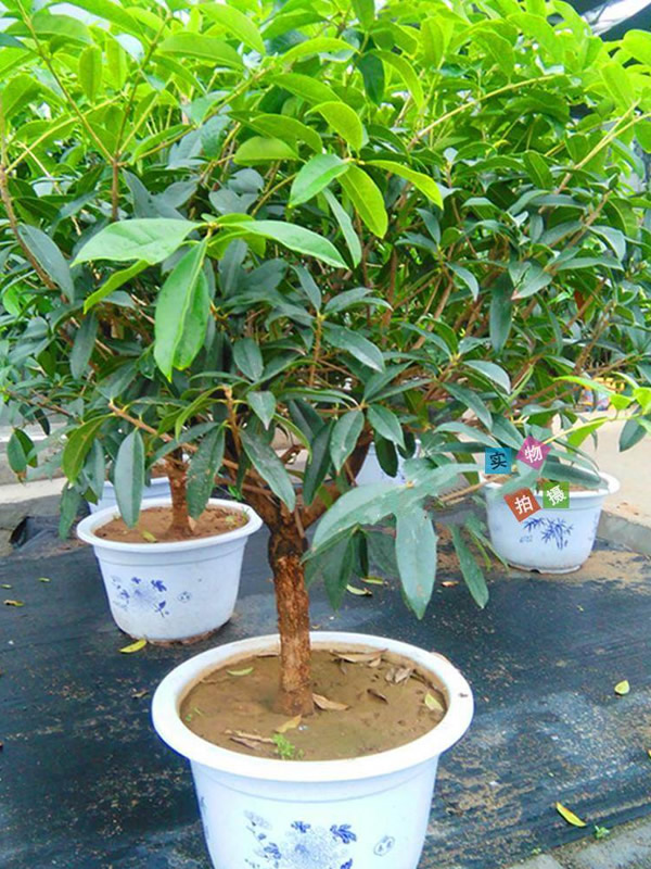 怎样才能养好日香桂？