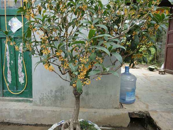 佛顶珠桂和日香桂有哪些区别？