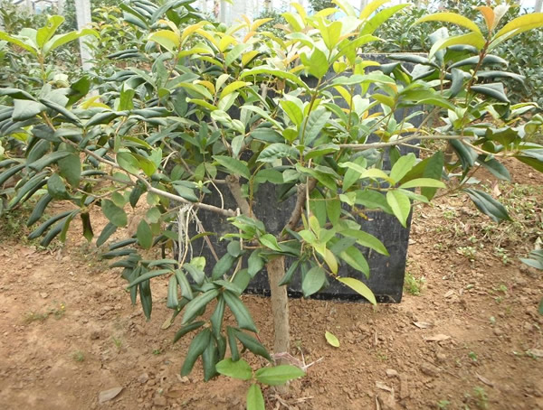 日香桂对身体有害吗？