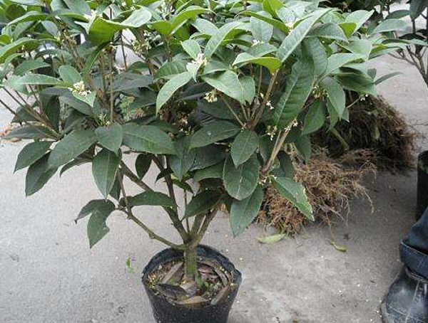 日香桂的主要价值有哪些？