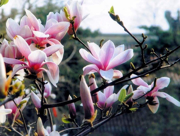 二乔玉兰价格-图片-形态特征-产地生境以及主要价值