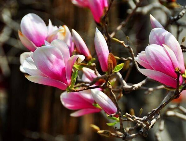 二乔玉兰的繁殖方法、栽培技术以及病虫防治方法介绍