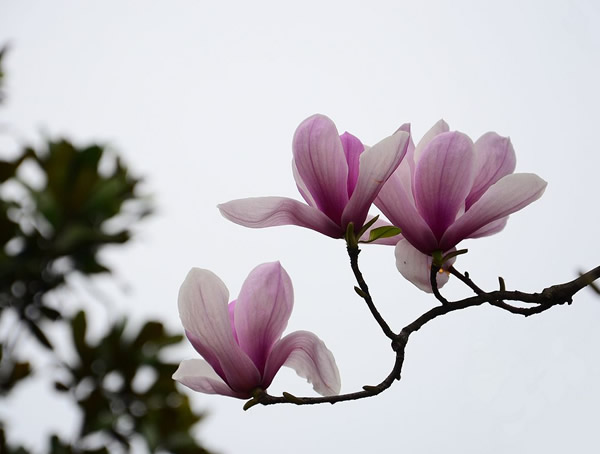 二乔玉兰、白玉兰、广玉兰与紫玉兰的区别有哪些？