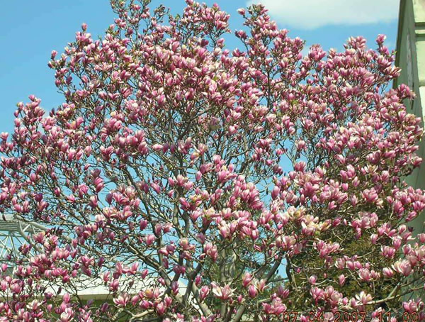 为什么玉兰树又叫二乔玉兰？