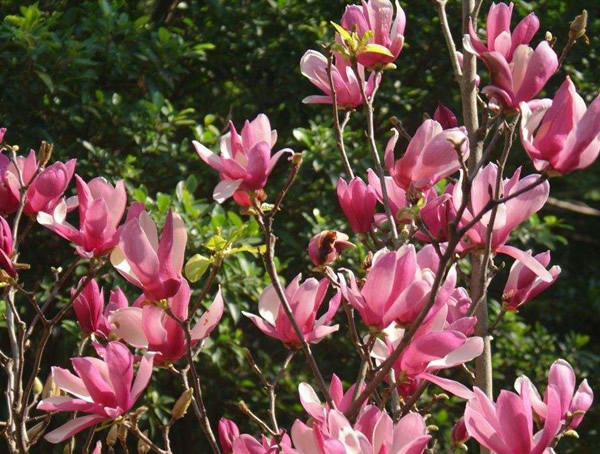 二乔玉兰每年什么时候开花？