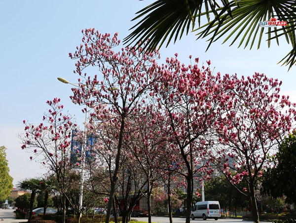 二乔玉兰的形状特征是怎样的？