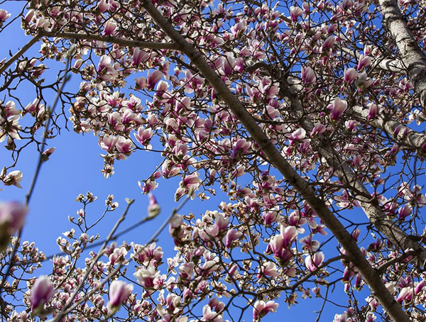 二乔木兰为什么先开花后长叶？