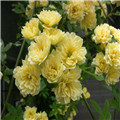 木香花如何养护比较好？