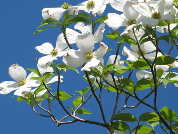 四照花价格-图片-形态特征-生长环境-分布范围以及主要价值