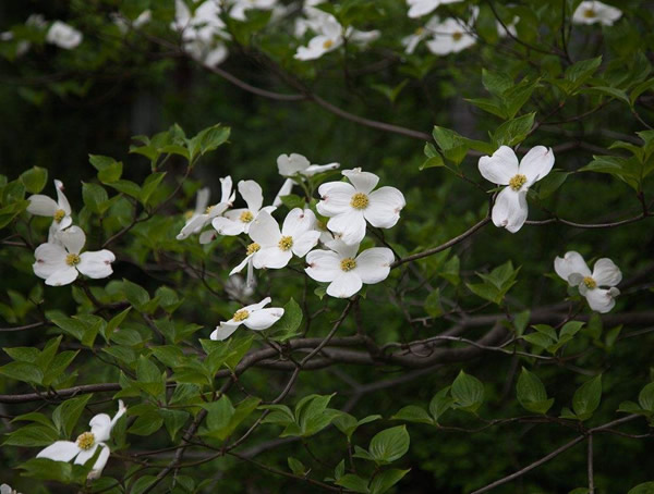 四照花有哪些观赏价值？