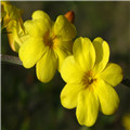 迎春花怎么养？