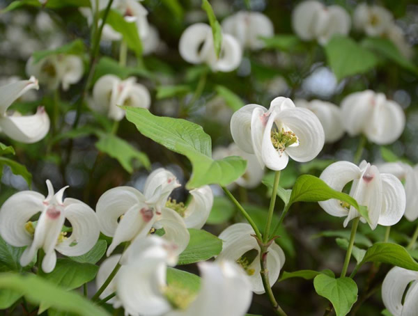 四照花的生长习性有哪些？
