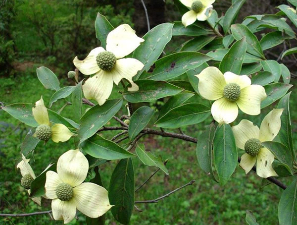 四照花有哪些形态特征？