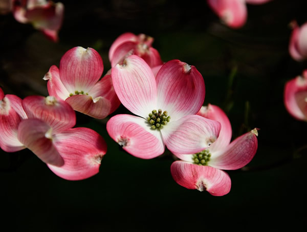 四照花的主要品种有哪些？