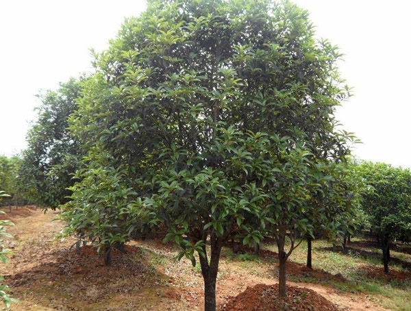 红果冬青价格-图片-形态特征-生长环境-分布范围以及主要价值