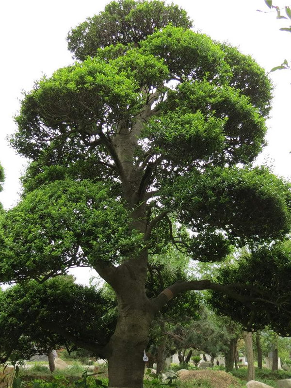 红果冬青什么时候开花什么时候结果？