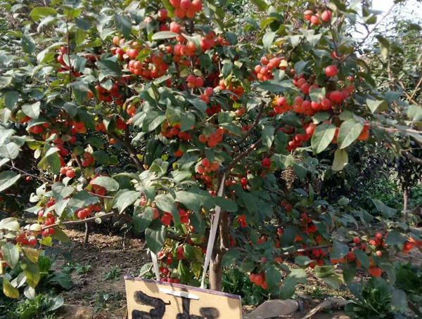 红果冬青是一种什么植物？