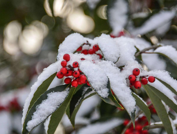 大叶女贞跟红果冬青有什么区别？