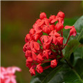 龙船花合适室内种植吗？