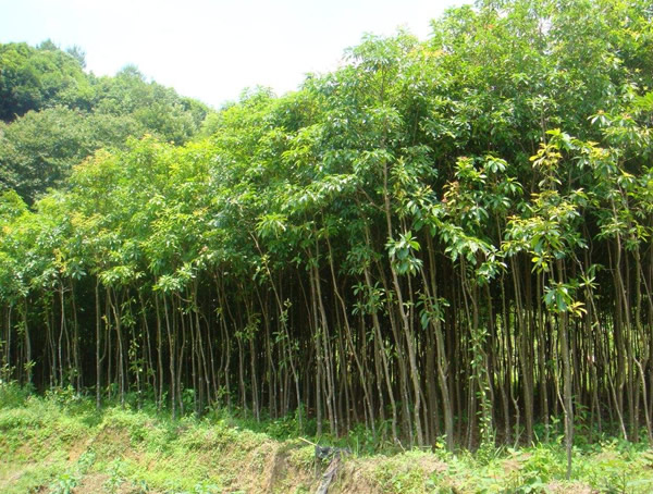 木荷是一种什么树？