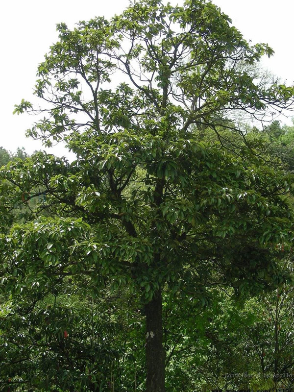 木荷的花语是什么意思？