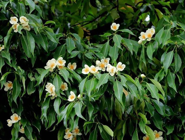 木荷分布于哪些地方？